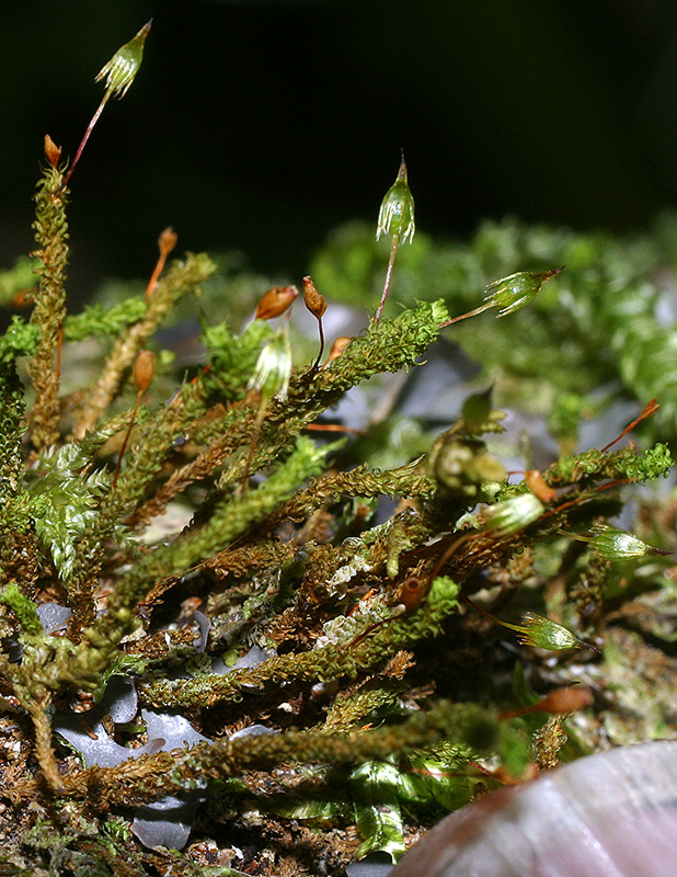 https://www.nzplants.auckland.ac.nz/en/about/mosses/native-species/orthotrichaceae/macromitrium-gracile.html